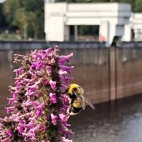 Hummel in Eupen